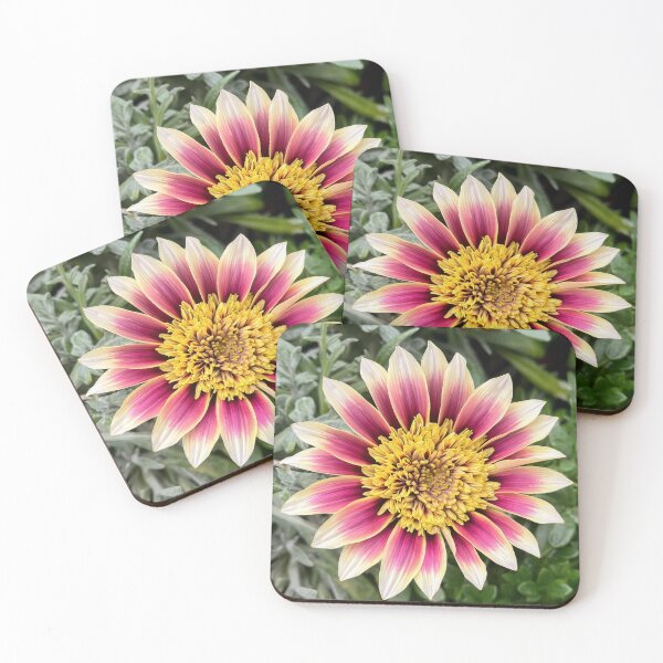 Item preview, Pink and Cream Gazania with a Golden Heart designed and sold by Be Captured by Brittany Emma.