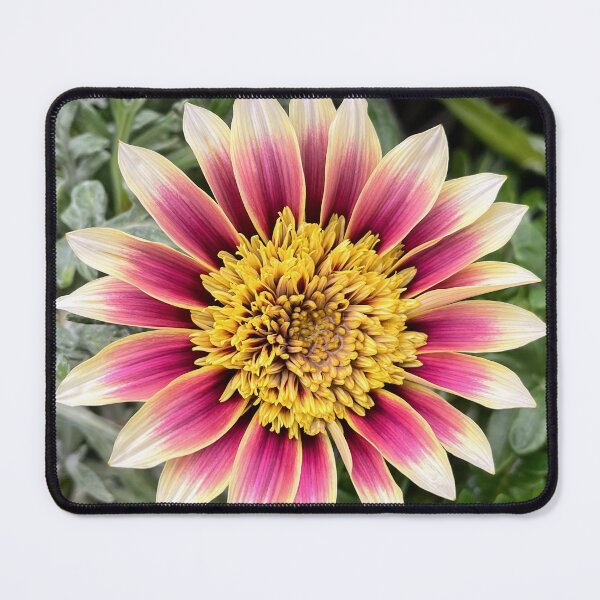 Item preview, Pink and Cream Gazania with a Golden Heart designed and sold by Be Captured by Brittany Emma.