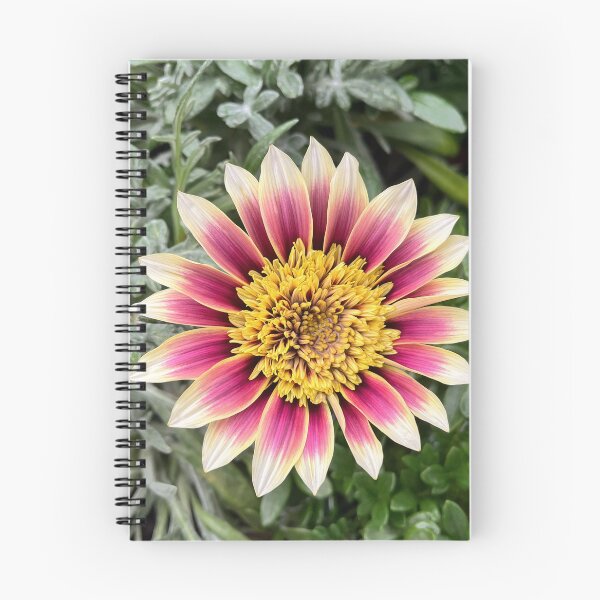 Aperçu de l'œuvre Gazania rose et crème avec un cœur doré créée et vendue par Be Captured by Brittany Emma.