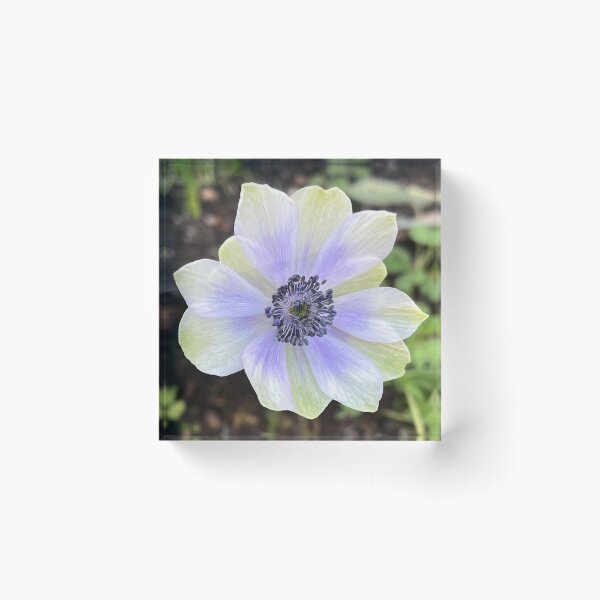Item preview, Delicate Lavender and White Anemone designed and sold by Be Captured by Brittany Emma.