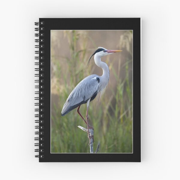 Item preview, Grey Heron Nature designed and sold by goombi-creative.