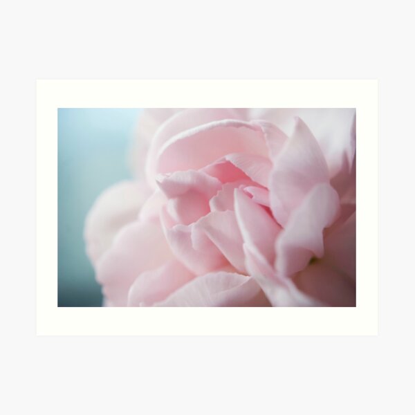 Pink Carnation Art Print