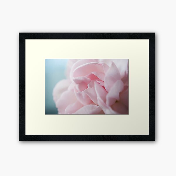 Pink Carnation Framed Art Print