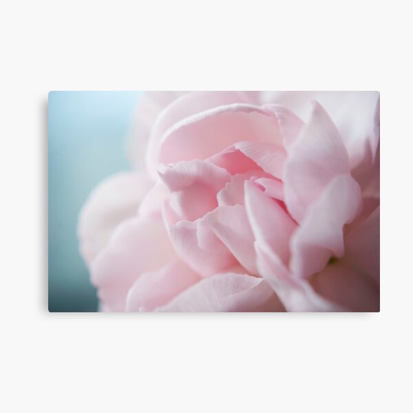 Pink Carnation Canvas Print