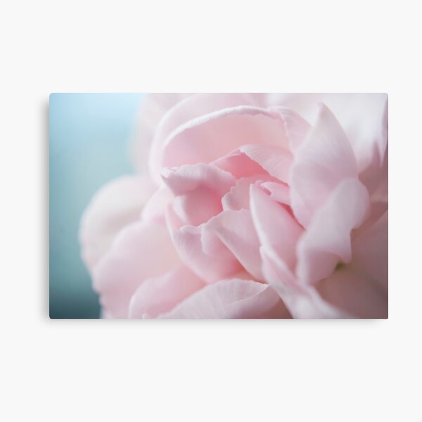 Pink Carnation Metal Print