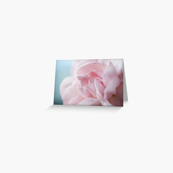 Pink Carnation Greeting Card