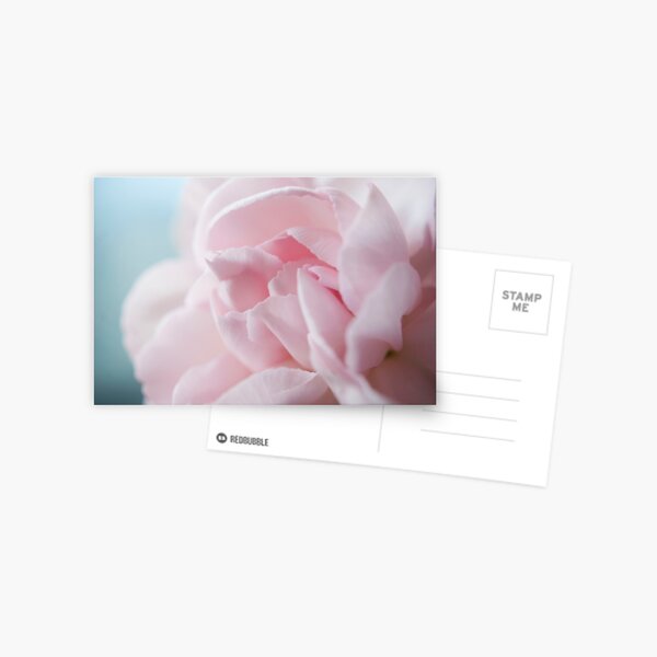 Pink Carnation Postcard