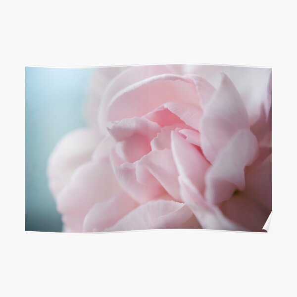 Pink Carnation Poster