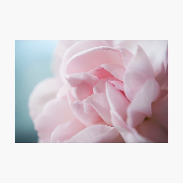 Pink Carnation Photographic Print