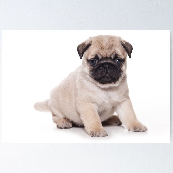 Item preview, Cute puppy pug designed and sold by utekhina.