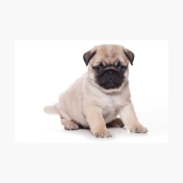 Item preview, Cute puppy pug designed and sold by utekhina.