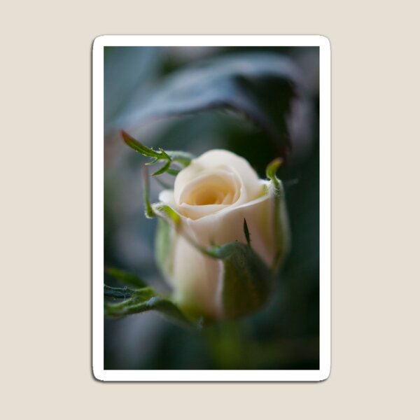 White Rose Magnet