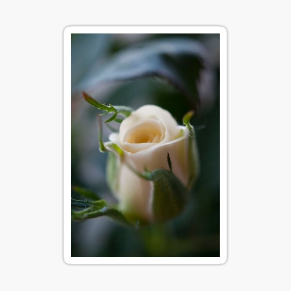 White Rose Sticker