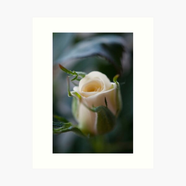 White Rose Art Print