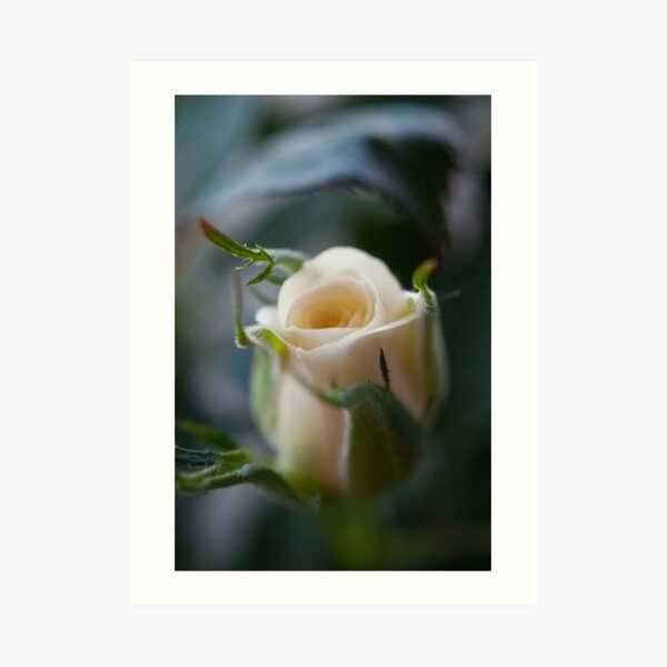 White Rose Art Print