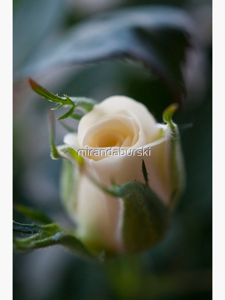 White Rose by mirandaburski