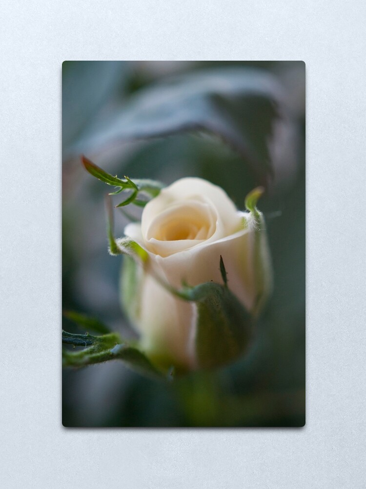 Alternate view of White Rose Metal Print