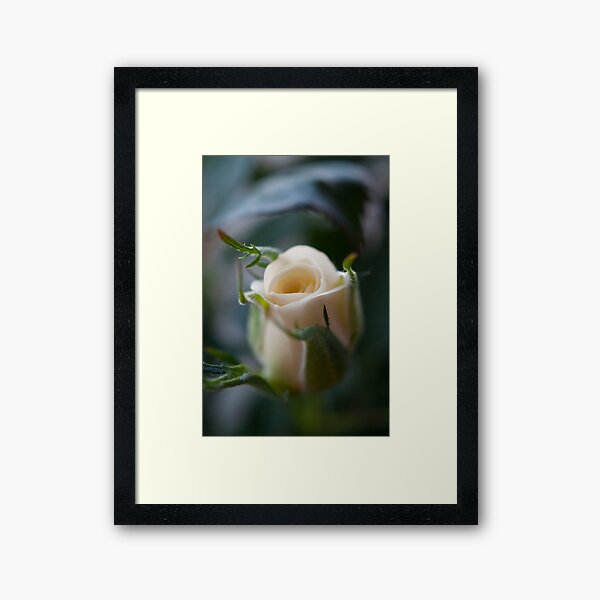 White Rose Framed Art Print