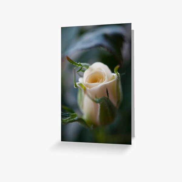 White Rose Greeting Card