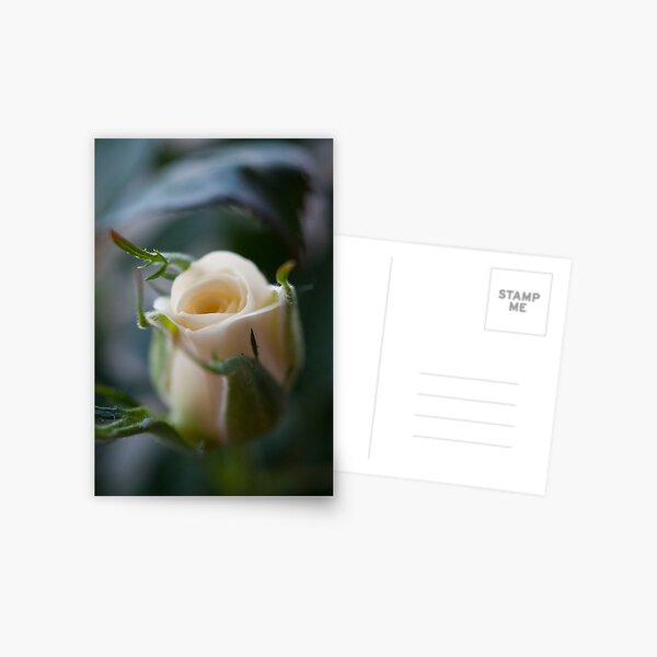 White Rose Postcard
