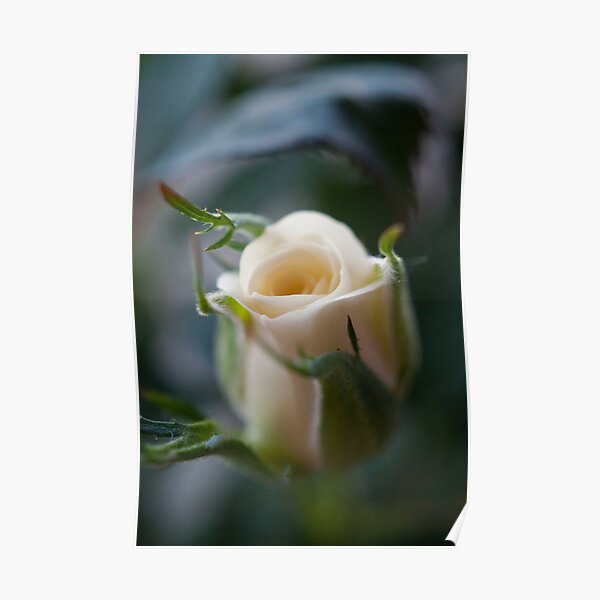 White Rose Poster