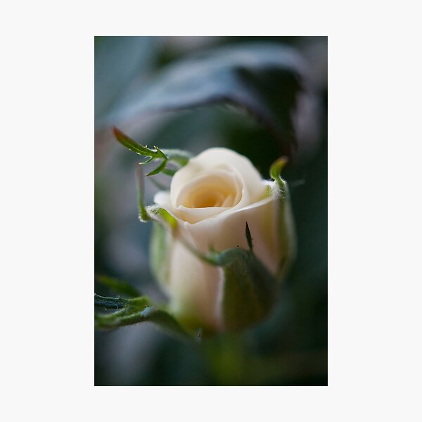 White Rose Photographic Print