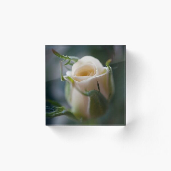 White Rose Acrylic Block