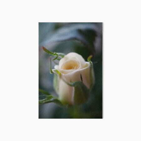 White Rose Art Board Print
