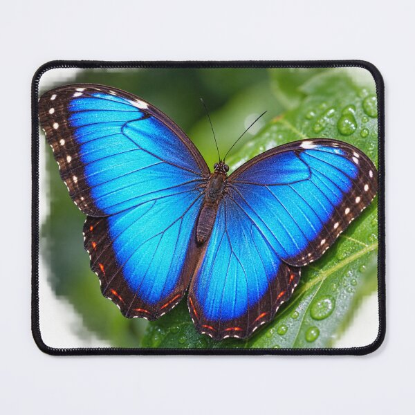 Item preview, Blue Morpho Butterfly – Electric Blue Wings Nature Wildlife designed and sold by Prince Tripathi .