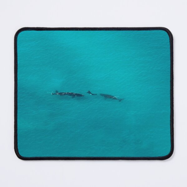 Item preview, Southern Right Whales, Head of the Bight — Aerial Ocean Photography designed and sold by BushPilotLens.