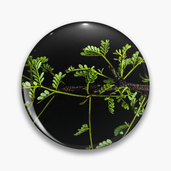 Item preview, Minimalist Mesquite Branch on Black Canvas Photograph designed and sold by SiliconValleyUS.
