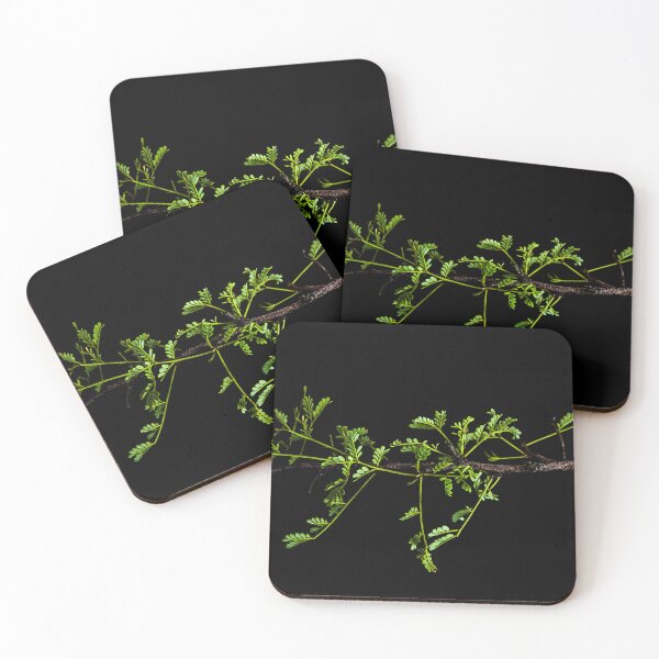 Item preview, Minimalist Mesquite Branch on Black Canvas Photograph designed and sold by SiliconValleyUS.