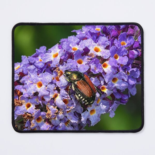 Item preview, Japanese beetle on purple flowers designed and sold by Astute-Artio-Photography.