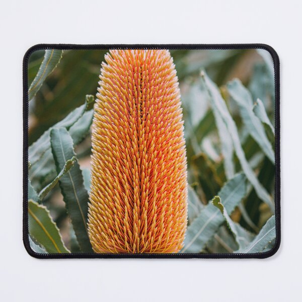 Item preview, Firewood Banksia Macro Fine Art Photography Print – Banksia menziesii designed and sold by MinzMarchStudio.