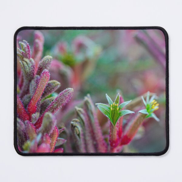 Item preview, Pink and Green Kangaroo Paw Anigozanthos Velvet Macro - Fine Canvas Print  designed and sold by MinzMarchStudio.