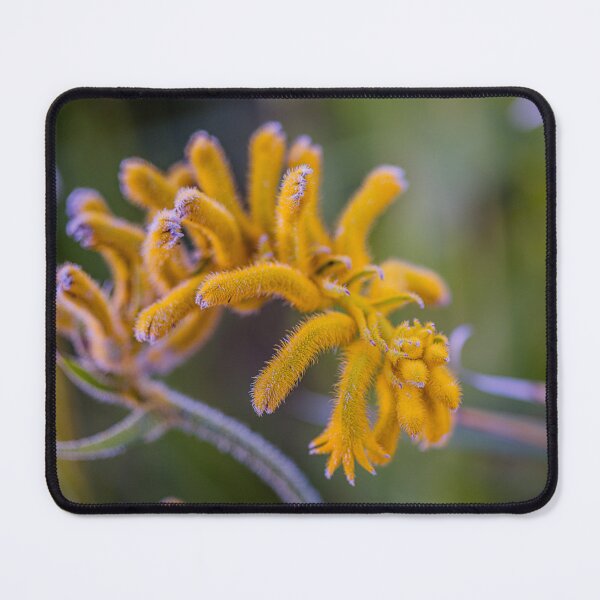 Item preview, Golden Yellow Kangaroo Paw Macro – Fine Art Canvas Print designed and sold by MinzMarchStudio.