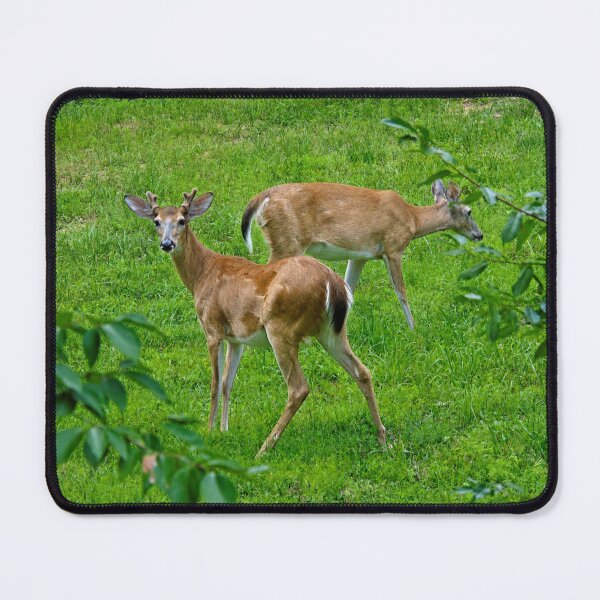 Item preview, Gentle grazers: White-Tailed Deer in a Lush Meadow designed and sold by Astute-Artio-Photography.