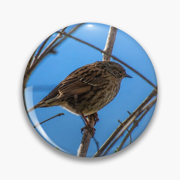 Item preview, Hidden in plain sight: Dunnock in the branches designed and sold by Astute-Artio-Photography.