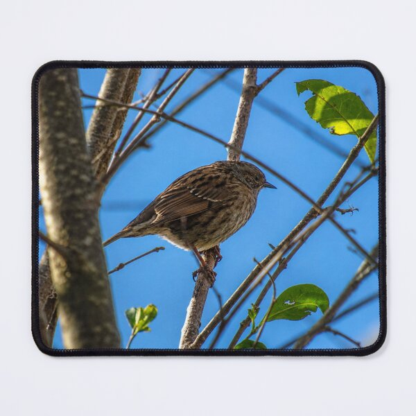 Item preview, Hidden in plain sight: Dunnock in the branches designed and sold by Astute-Artio-Photography.