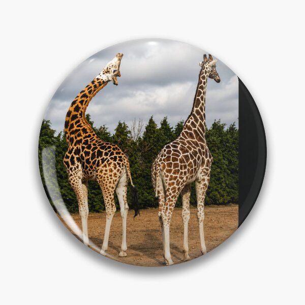 Item preview, "OMG, Maddie, Look at His Neck": The Giraffe Gossip Session designed and sold by Astute-Artio-Photography.