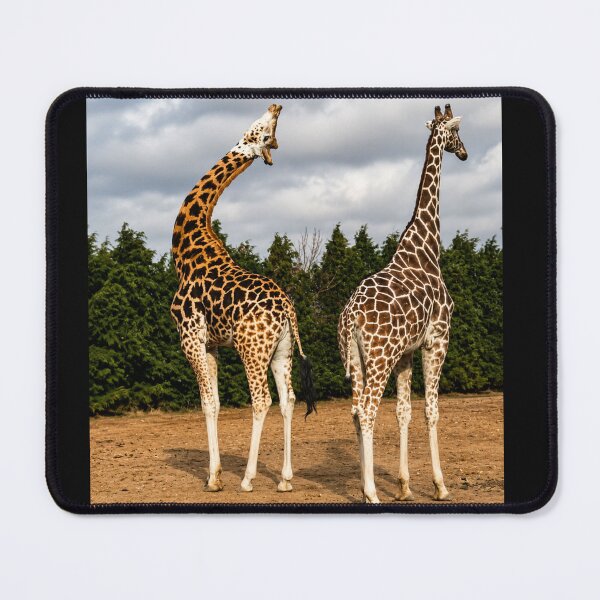 Item preview, "OMG, Maddie, Look at His Neck": The Giraffe Gossip Session designed and sold by Astute-Artio-Photography.