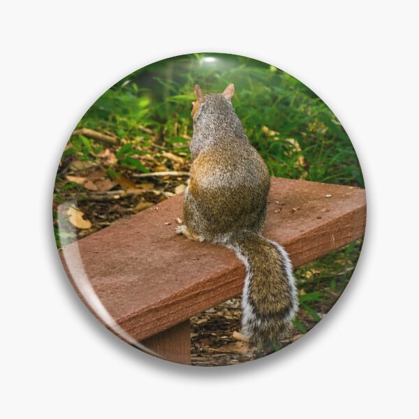 Item preview, Contemplation on  the Bench: Grey Squirrel in the Woods designed and sold by Astute-Artio-Photography.