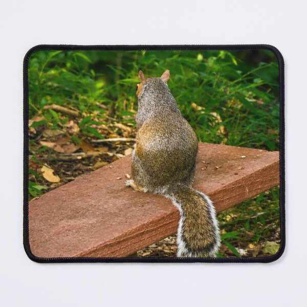 Item preview, Contemplation on the Bench: Grey Squirrel in the Woods designed and sold by Astute-Artio-Photography.