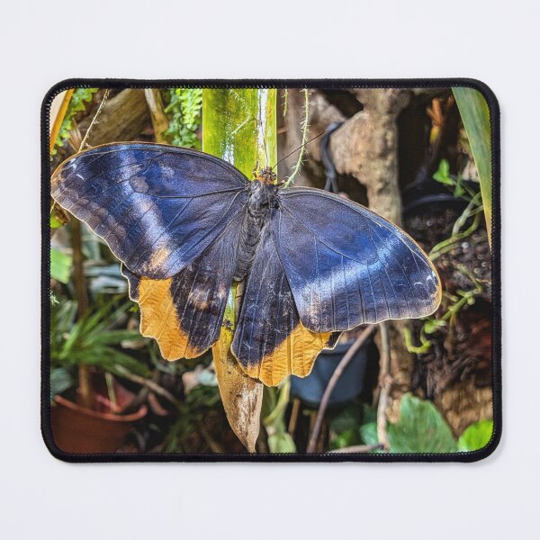 Item preview, Butterfly designed and sold by AJTees99.