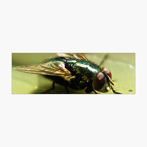 Item preview, fly designed and sold by Theodore Black.