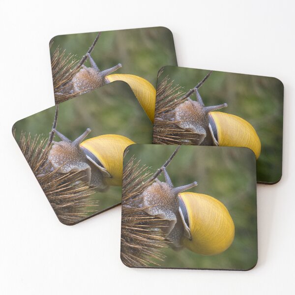 Item preview, Golden Shell on Spikes: Close-up Snail Adventure designed and sold by Astute-Artio-Photography.