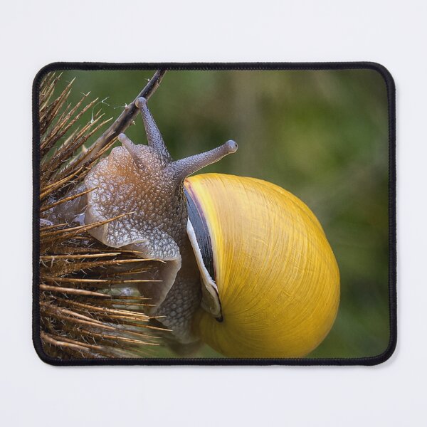 Item preview, Golden Shell on Spikes: Close-up Snail Adventure designed and sold by Astute-Artio-Photography.