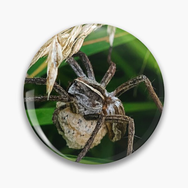 Item preview, Mother's Protection: Nursery Web Spider with Egg sac designed and sold by Astute-Artio-Photography.