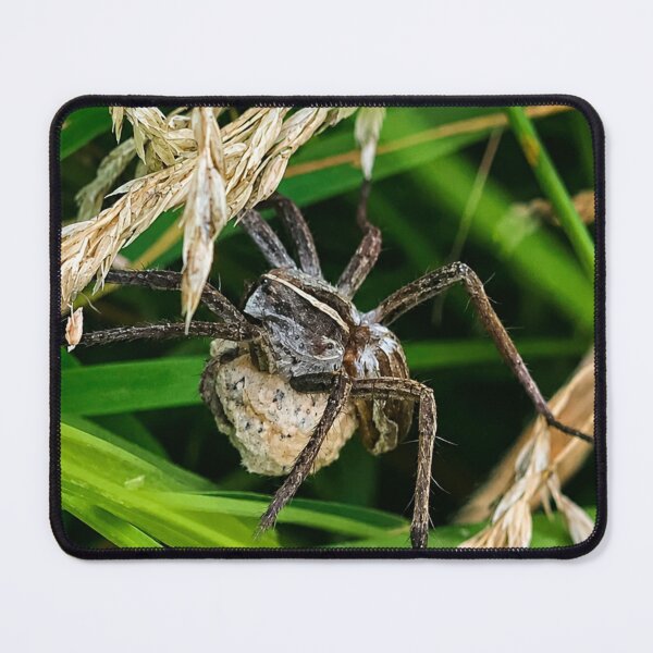 Item preview, Mother's Protection: Nursery Web Spider with Egg sac designed and sold by Astute-Artio-Photography.