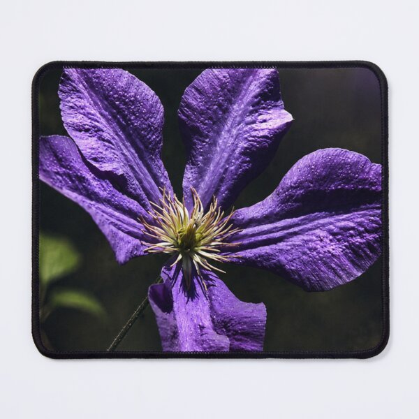 Item preview, Purple Clematis After Dark designed and sold by Kimberly Palmer.